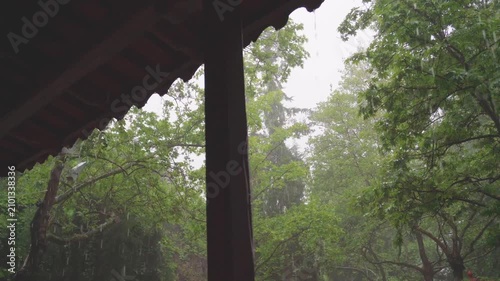 window in the forest