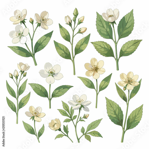 White Jasmine Flowers and Green Leaves Illustration