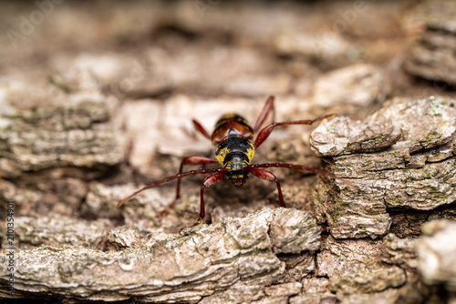 Konstfotografi Longhorn beetle Cerambycidae on rough tree bark, macro close-up