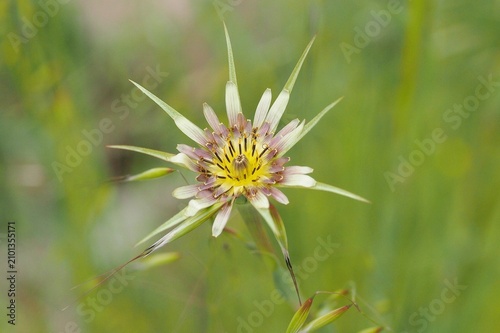 Flower of the plant known as Goat's Beard (Tragopogon porrifolius) or Common Goat's Beard.
