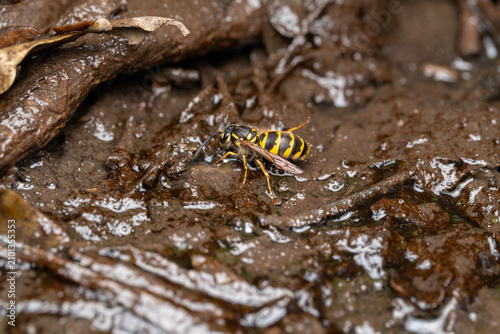 Fotografía Common wasp Vespula vulgaris drinking water on wet muddy ground