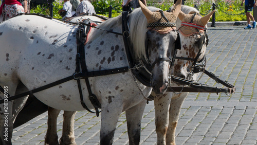 Foto Two Spotted Carriage Horses Standing on Cobblestone in Prague Old Town