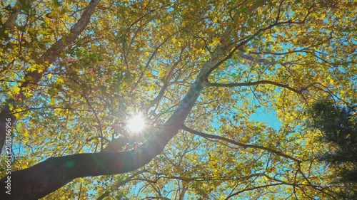 trees in autumn