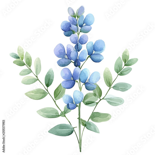Foto Baptisia watercolor vector, hand-painted style elite illustration with fine deta