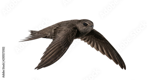 Tableau sur toile A swift bird in flight with wings spread wide against a white background