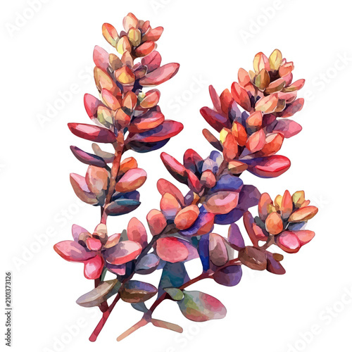 Obraz na plátne Sedum watercolor drawing vector, high-quality modern illustration on a pure whit