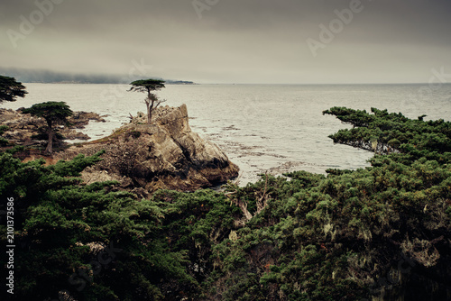 Lone Cypress