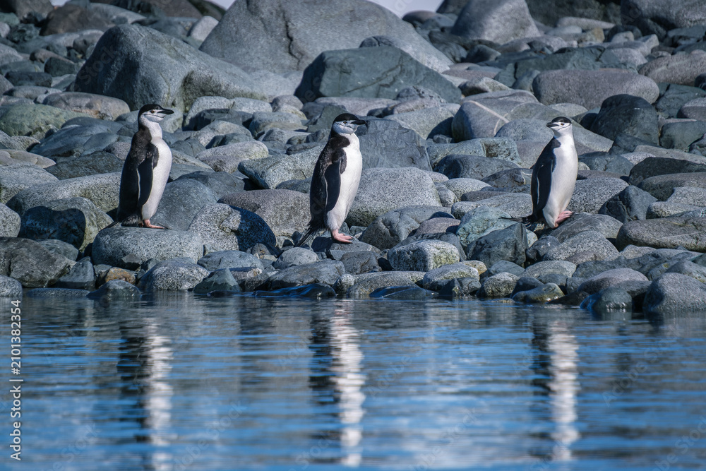 Fototapeta premium Gentoo penguins and chinstrap penguins in the South Shetland Islands, Antarctica