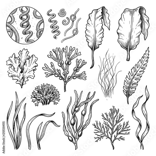 Hand draw sketch of spirulina and seaweed collection, botanical ocean plant illustration on white background