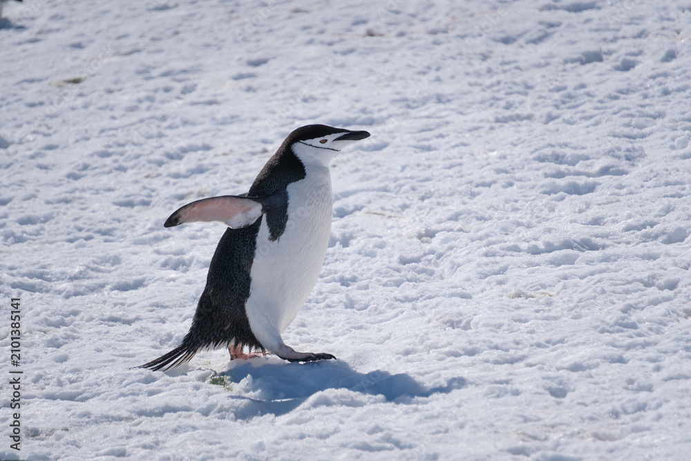 Fototapeta premium Chinstrap penguins in the snow on Half Moon Island, South Shetland Islands, Antarctica