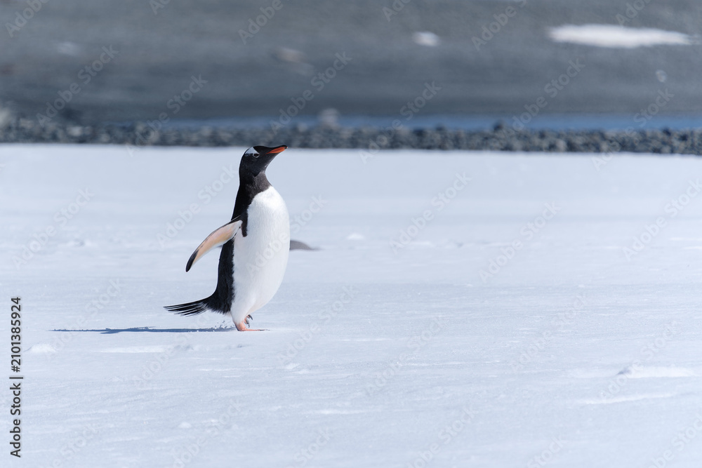 Obraz premium Gentoo penguins in the snow on Half Moon Island, South Shetland Islands, Antarctica