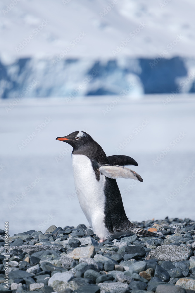 Fototapeta premium Gentoo penguin scenery on Half Moon Island, South Shetland Islands, Antarctica