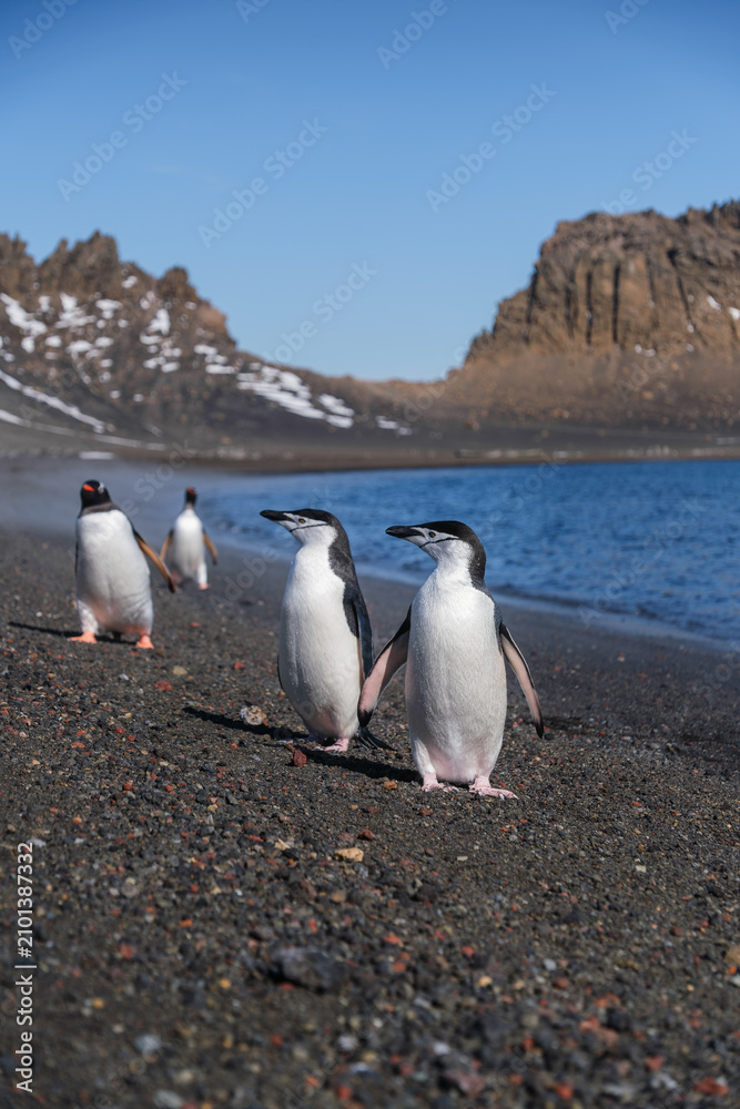Obraz premium Chinstrap penguins on the beach of Deception Island, South Shetland Islands, Antarctica
