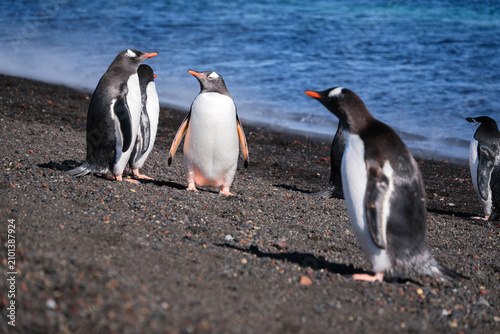 Canvastavla Penguins on the beach of Deception Island, South Shetland Islands, Antarctica