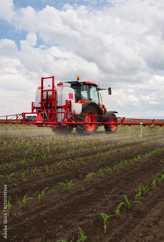 Obraz premium Tractor spraying young corn field with boom sprayer