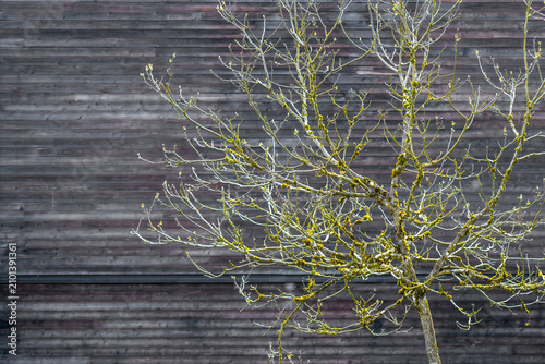 tree in spring in front of a fence