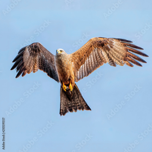 Black kite in flight against a blue sky