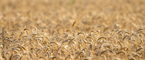 the fully ripe, golden wheat in a field
