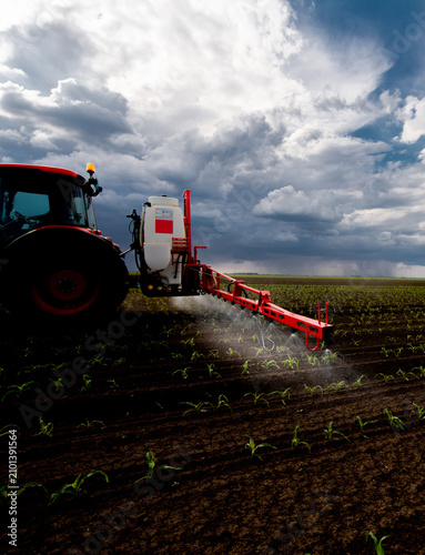 Tractor spraying young corn field with boom sprayer