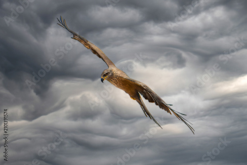 Black kite in flight against a blue sky