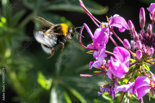 A bumblebee in flight is foraging on a pink flower.