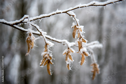 leaves covered in snow in winter