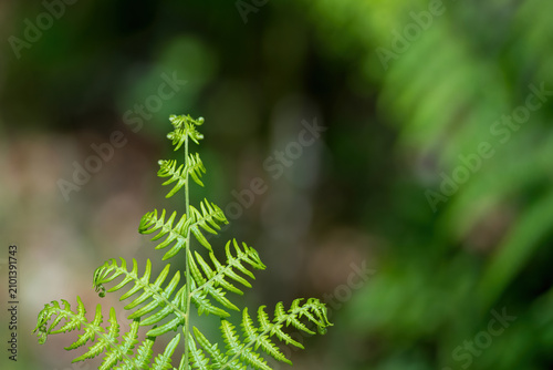 young fern leaves in the forest