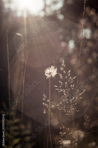 Silhouette of Dandelion Seed Head Backlit by Golden Hour Sunlight, Bokeh Background