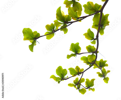 Green leaf or branch isolated on transparent background.