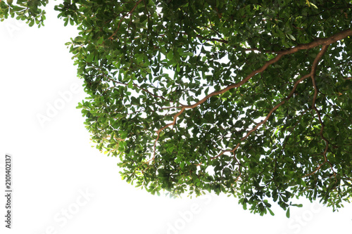 Green leaf or branch isolated on transparent background.