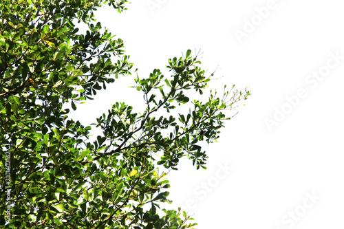 Green leaf or branch isolated on transparent background.