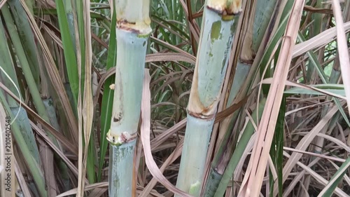 Close up of healthy sugarcane stalks growing in agricultural field with natural green foliage backdrop