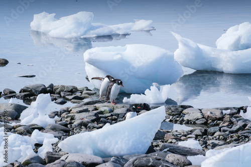 Schilderij op canvas Antarctica, Portal point of  the Antarctic Peninsula, Gentoo penguin natural sce
