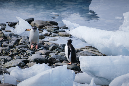 Schilderij op canvas Antarctica, Portal point of  the Antarctic Peninsula, Gentoo penguin natural sce