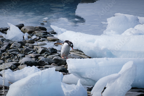 Bild auf Leinwand Antarctica, Portal point of  the Antarctic Peninsula, Gentoo penguin natural sce