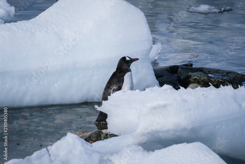 Bild auf Leinwand Antarctica, Portal point of  the Antarctic Peninsula, Gentoo penguin natural sce