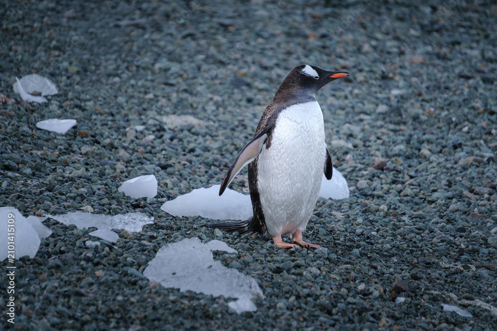 Fototapeta premium Antarctica, Danco Island, Antarctic Peninsula, Gentoo penguin natural scenery