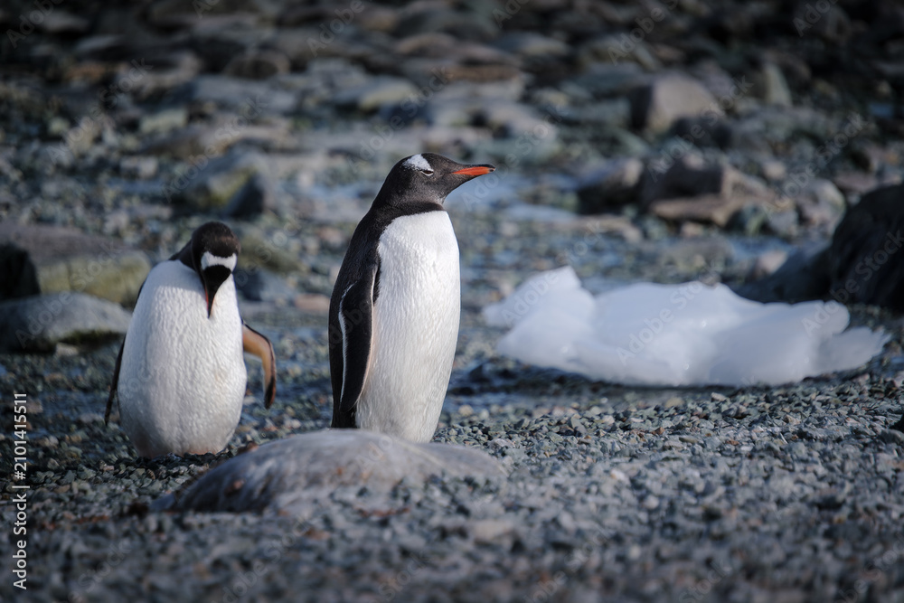 Fototapeta premium Antarctica, Danco Island, Antarctic Peninsula, Gentoo penguin natural scenery