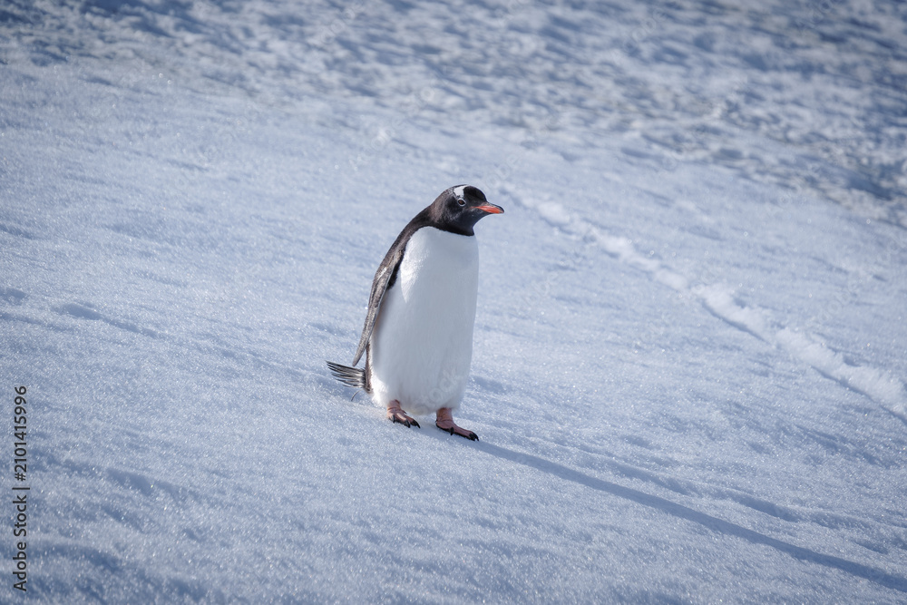 Obraz premium Antarctica, Danco Island, Antarctic Peninsula, Gentoo penguin natural scenery