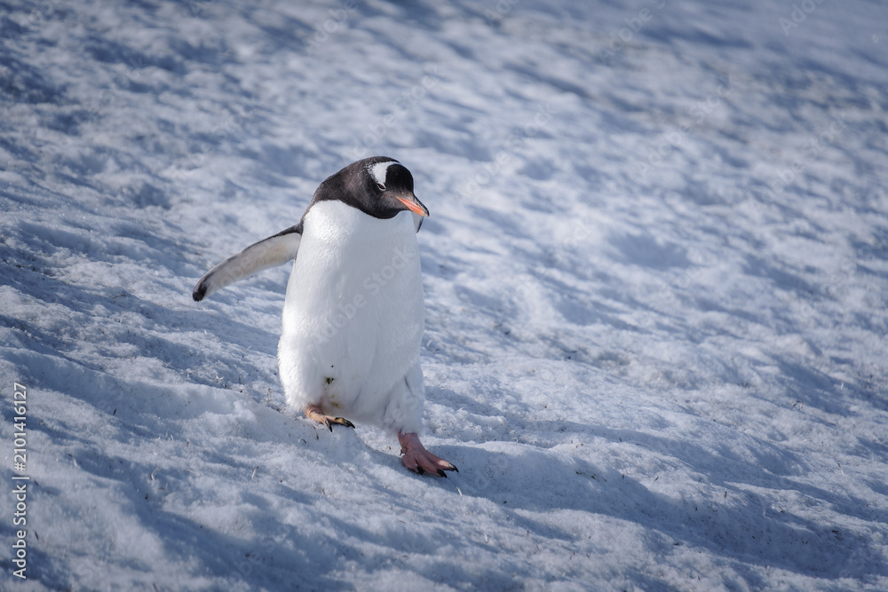 Obraz premium Antarctica, Danco Island, Antarctic Peninsula, Gentoo penguin natural scenery
