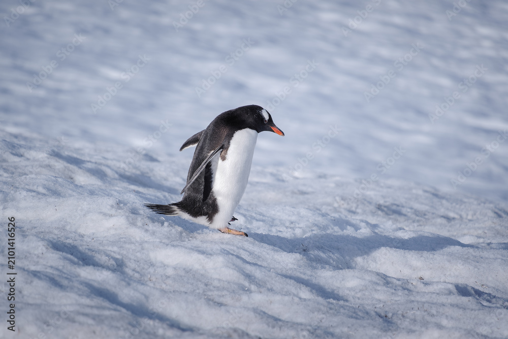 Fototapeta premium Antarctica, Danco Island, Antarctic Peninsula, Gentoo penguin natural scenery