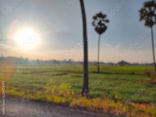 Blurred Palm Tree and Rice Field