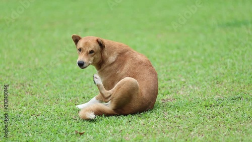 Brown Dog Scratching Itchy Skin While Sitting on Grass