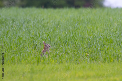 Young wild Rabbit sat in a Wheat Field. England, UK.