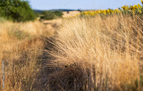 A field of dried grass in the countryside.
