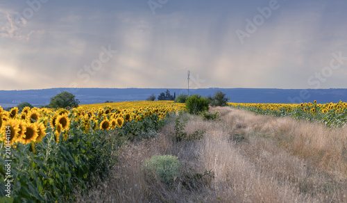 A sunflower field in the countryside at sunset