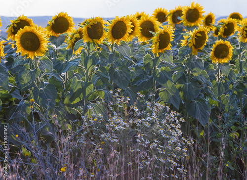 A sunflower field in the countryside at sunset