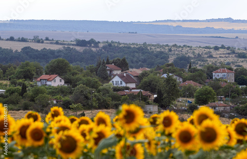 A sunflower field in the countryside at sunset