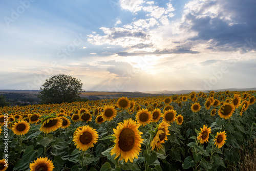 A sunflower field in the countryside at sunset