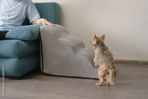 woman helps elderly dog climb pet stairs onto sofa safely. senior dog uses ramp to avoid joint pain and arthritis. caring owner supports old dog with mobility aid for comfort.